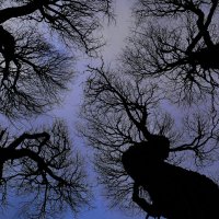 Весенний лес :: Наталья Rosenwasser