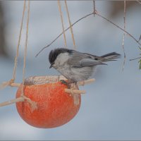 ГАИЧКА .... :: Владимир Железнов