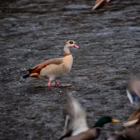 Вы летите, куда хотите, а я дома останусь... :: Valziwa 