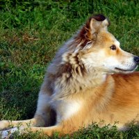 Герда. :: nadyasilyuk Вознюк Герда. :: nadyasilyuk Вознюк