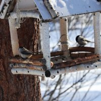 Март...Когда  кормушка пуста... :: Владимир 