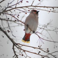 К фотосессии готова :: Любовь Сахарова