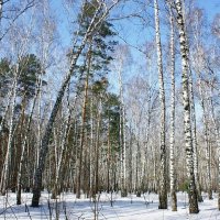 А пока у нас такая весна... :: Галина Нестратова