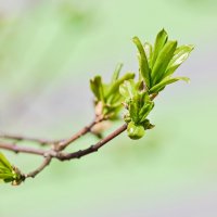 Первые листочки :: Валерий Иванович