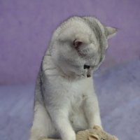 Мышкует). :: Марина Леонидовна