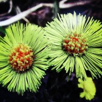 Мать-и-мачеха зацветает :: Людмила Смородинская