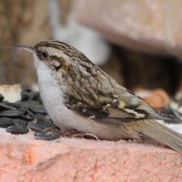 Пищуха :: ZNatasha -