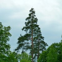 ПРИОРАТСКИЙ ДВОРЕЦ. окрестности. :: Виктор Осипчук ПРИОРАТСКИЙ ДВОРЕЦ. окрестности. :: Виктор Осипчук