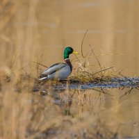 В одиночестве... :: Sergey (Apg)