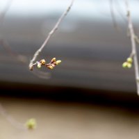 Весенний вид :: Юрий Гайворонскiий Весенний вид :: Юрий Гайворонскiий