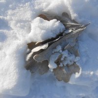 так начинался март :: Елена Шаламова