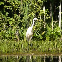 Цапля :: Валерий Пославский