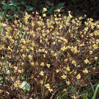 Март, ландшафтный парк, Калининград :: Рита Симонова