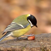 Синица и орех-2 :: Вячеслав Минаев Синица и орех-2 :: Вячеслав Минаев