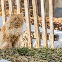 Рыженький котик :: Екатерина Счасная