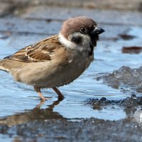 Из жизни воробьев. :: Владимир Безбородов