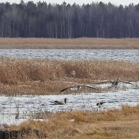 весна :: ИННА ПОРОХОВА