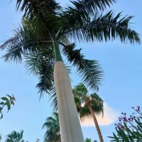 Египет. Шарм-эль-Шейх :: Ирэн 