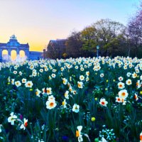 Цветение нарциссов в Парке Пятидесятилетия(Сэнкантёнэр) :: Aida10 