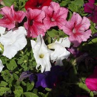 Петунии :: Freddy 97
