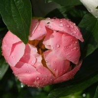 Пион в каплях воды :: Мария К.