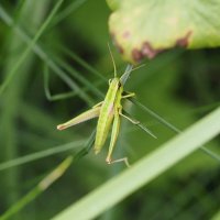 В траве сидел кузнечик... :: Мария К.