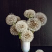 Одуванчики :: Игорь