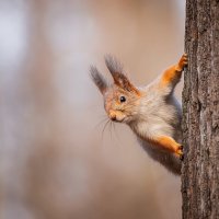 Орехов принёс? :: Alex Bush