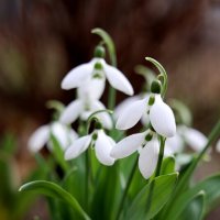 Белизна сияет. :: Александр Кондаков