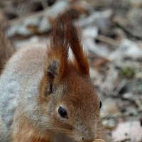 Покормил... :: Александр Кондаков