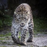 **** :: Андроник Александр 