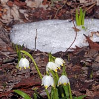 белоцветник :: Михаил Бибичков