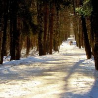 ..по "темной" еловой аллее в лесопарке... :: galalog galalog