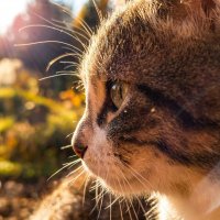 Котий профиль :: Лилия 