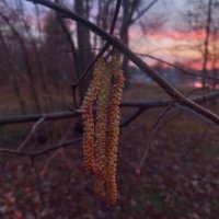 Орешник на закате :: Сапсан 