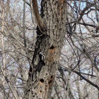 Дятел готовит жильё. :: Андрей Хлопонин Дятел готовит жильё. :: Андрей Хлопонин