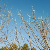 *** :: Светлана Кузнецова