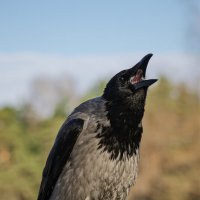 я ворона, я ворона ... :: Michel 