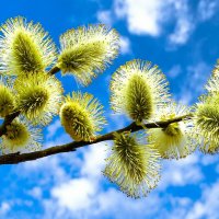 Картинка весны. :: Милешкин Владимир Алексеевич 