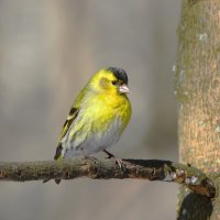 Чиж :: Константин Анисимов Чиж :: Константин Анисимов