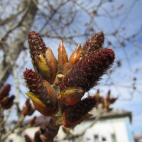 март :: Елена Шаламова