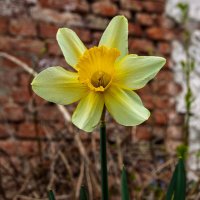 Нарцисс :: Игорь Сикорский