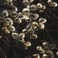 Прогулка по Яузе :: олег свирский 