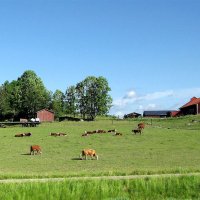 Ферма Гиллинге (Gillinge Gård) :: Александр Ильчевский 