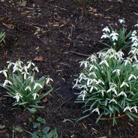 Подснежники :: Рита Симонова