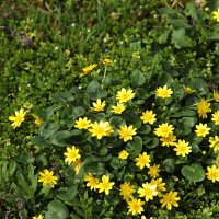 Жёлто-зелёное фото :: Юрий Гайворонскiий