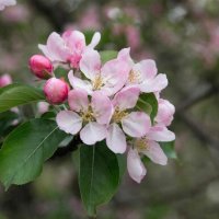 цветы :: МАРИЯ ПОПОВА