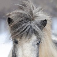 *** :: Елена Черненко