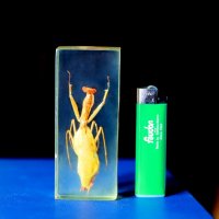 Богомол :: Андрей Л. В.