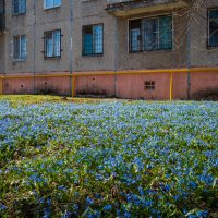Поляна с пролесками перед домом :: Александр Синдерёв